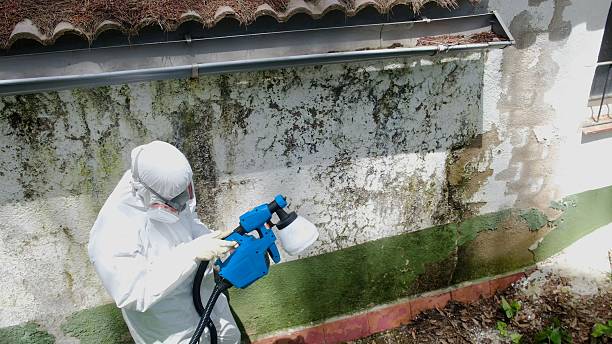 Trusted Mold Inspection service in Baldwin, FL - Cheap Mold Removal